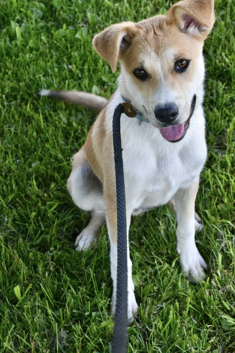 A young medium-sized male Yellow / Tan / Blond / Fawn Collie dog named Timmy for adoption in Bowling Green, OH