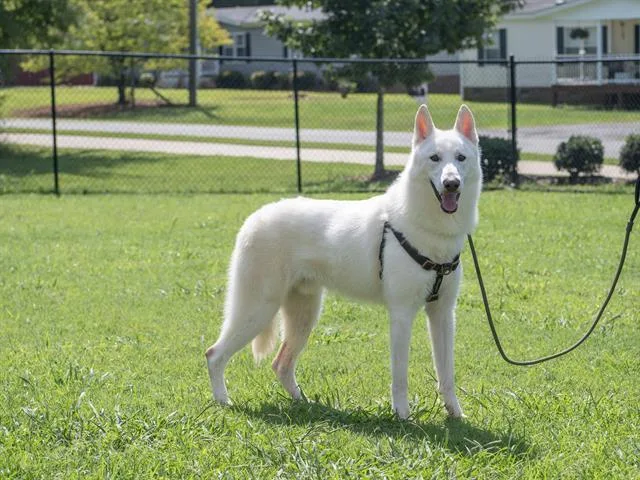 Benji