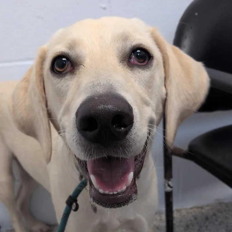 A young medium-sized female Yellow / Tan / Blond / Fawn Yellow Labrador Retriever dog named Sweet Caroline for adoption in Hattiesburg, MS