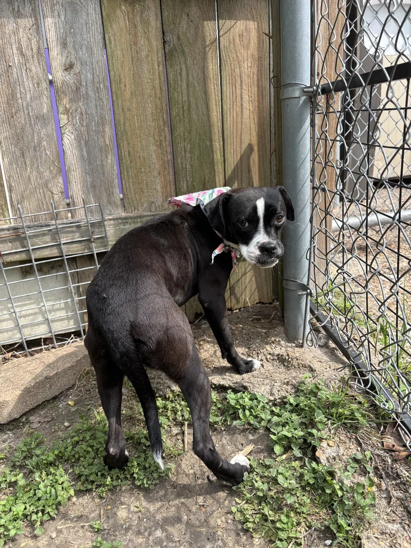 A baby medium-sized female Black Boston Terrier dog named Audrina for adoption in Richmond, TX