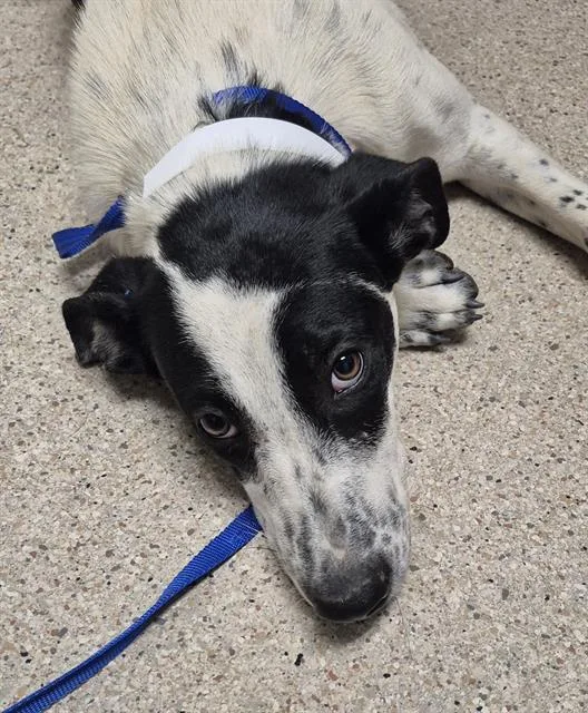 Mirabel  URGENT