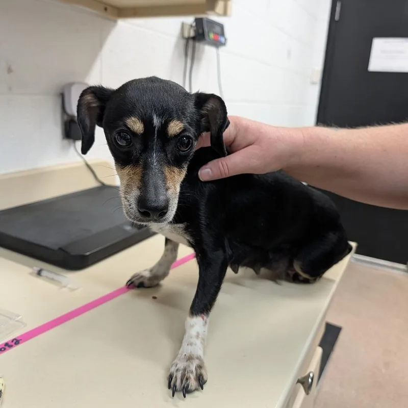 An adult small-sized female Black Dachshund dog named Lil Momma for adoption in Ardmore, OK