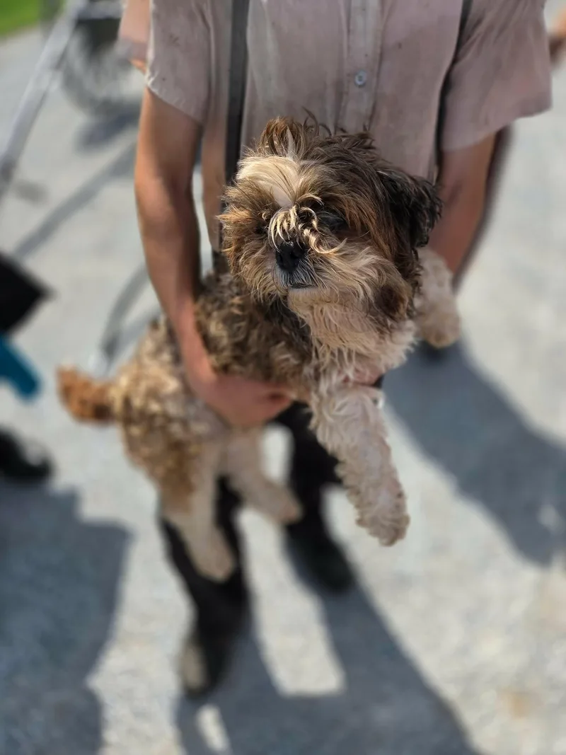 A senior medium-sized male Shih Tzu dog named Statler for adoption in Havertown, PA