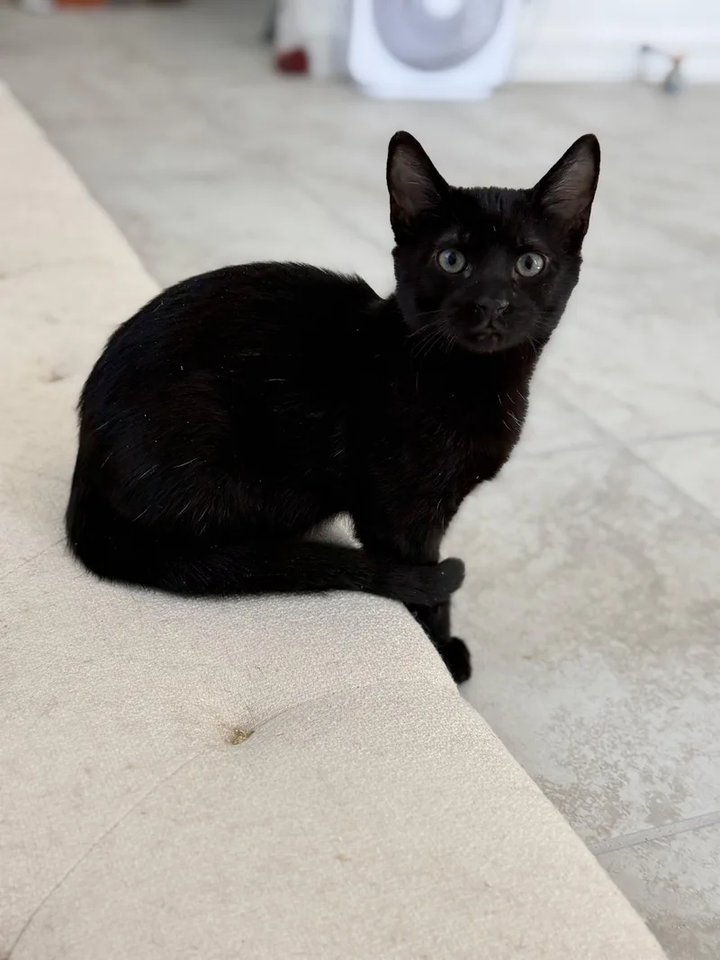 A young medium-sized male Black Domestic Short Hair cat named Christiano for adoption in Phoenix, AZ