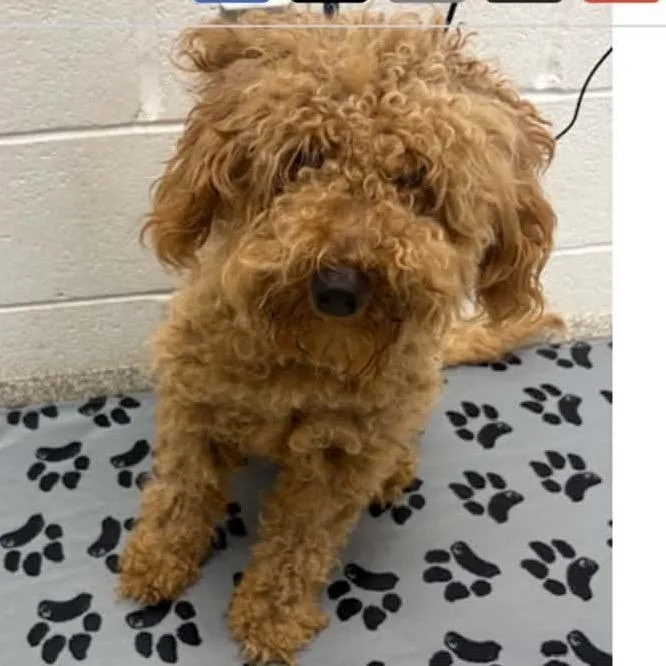 An adult small-sized female Apricot / Beige Poodle dog named Tauriel for adoption in Arlington, VA