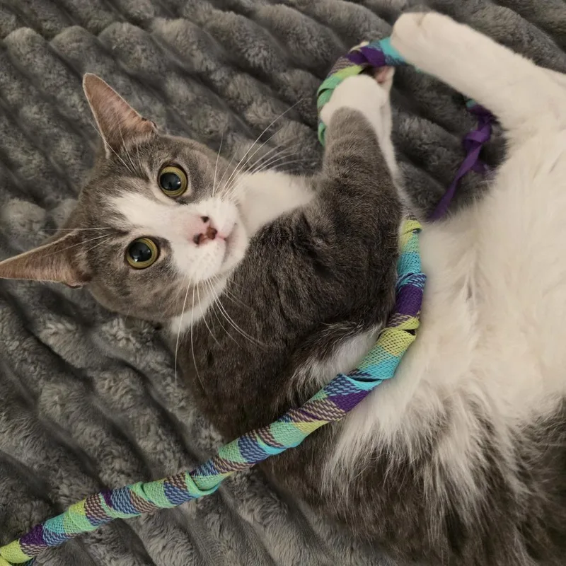 An adult small-sized female Gray / Blue / Silver Domestic Short Hair cat named Eowyn Home to Home for adoption in South Elgin, IL