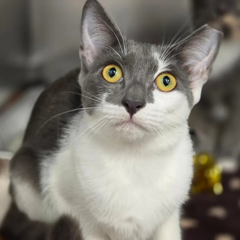 A baby small-sized female Gray / Blue / Silver Domestic Short Hair cat named Rune for adoption in Sarasota, FL