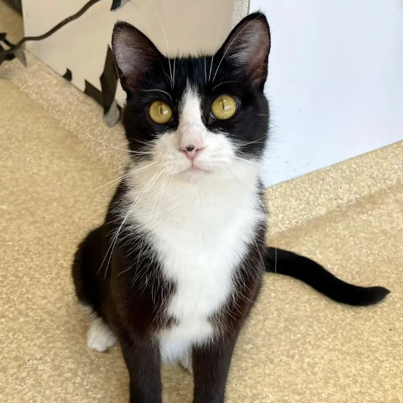An adult medium-sized female Black Domestic Short Hair cat named Penny for adoption in Deerfield, IL