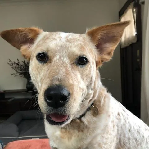 An adult medium-sized female White / Cream Cattle Dog dog named Freckles D for adoption in Minnetonka, MN