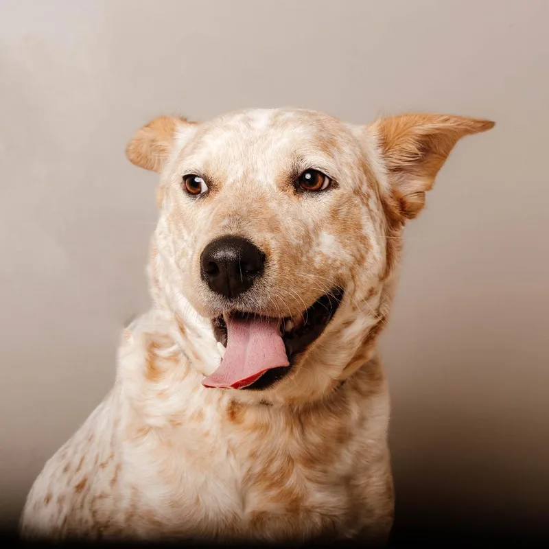 Freckles D thumbnail 2