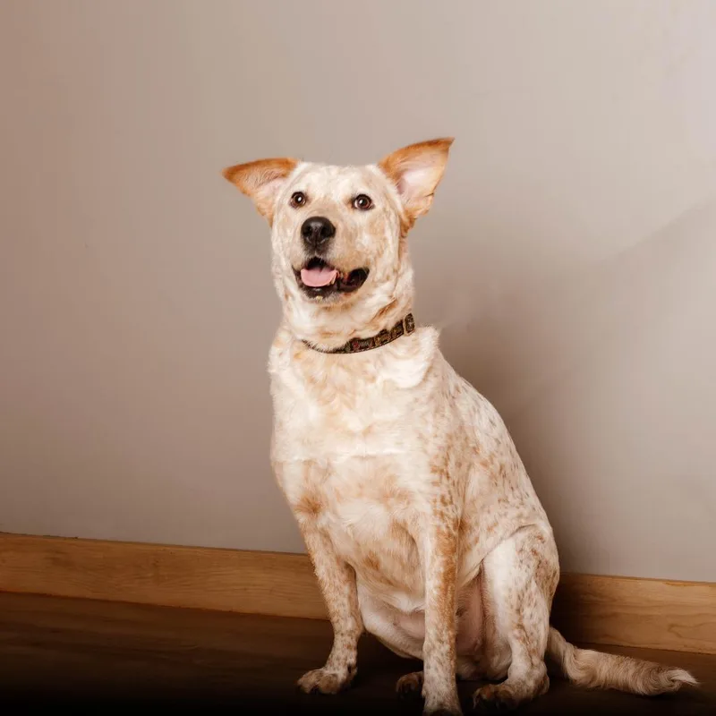 Freckles D thumbnail 3