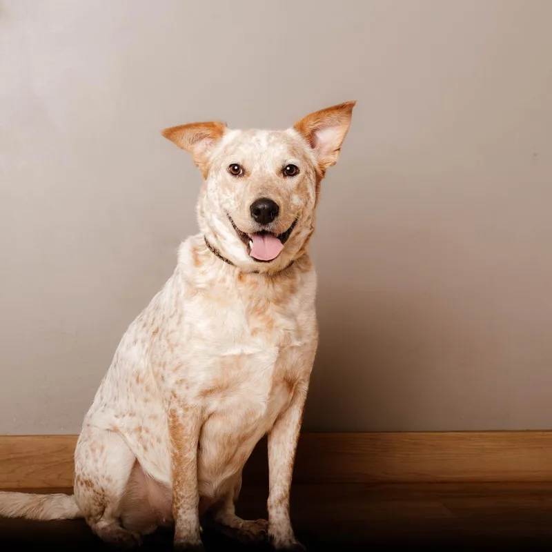 Freckles D thumbnail 4