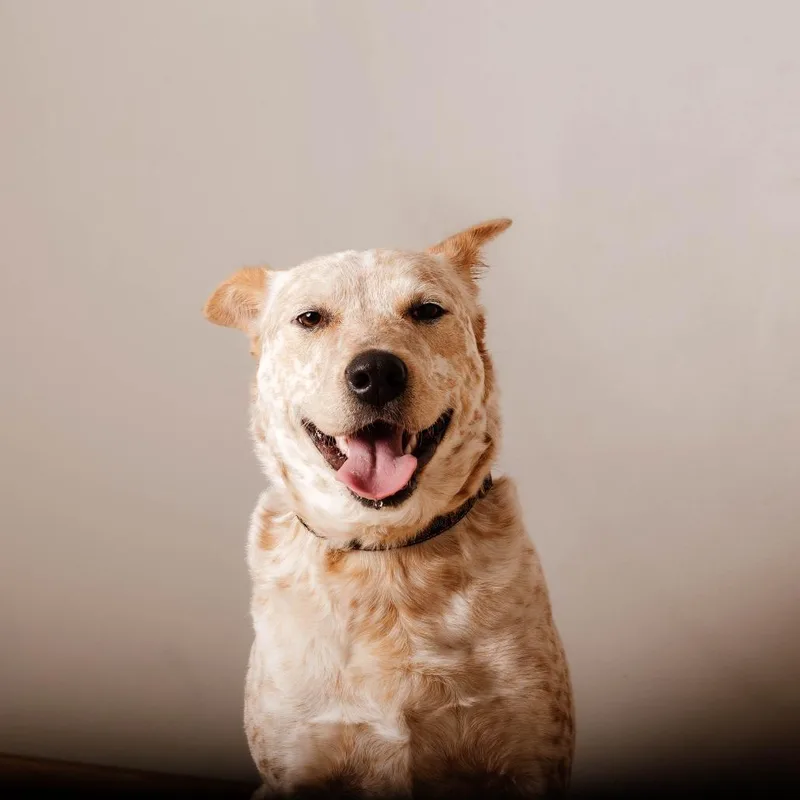 Freckles D thumbnail 5