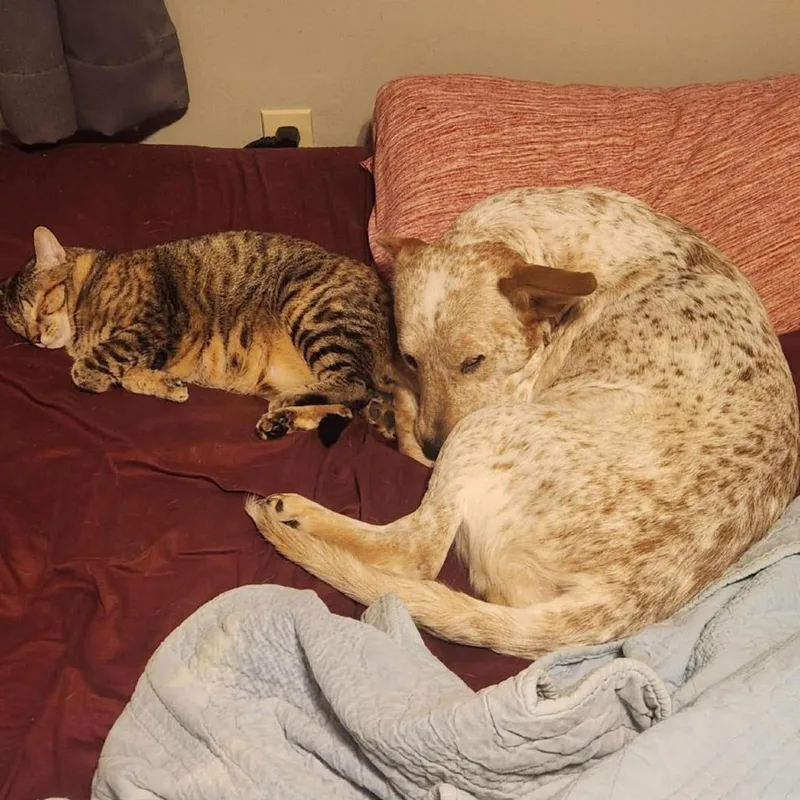 Freckles D thumbnail 6