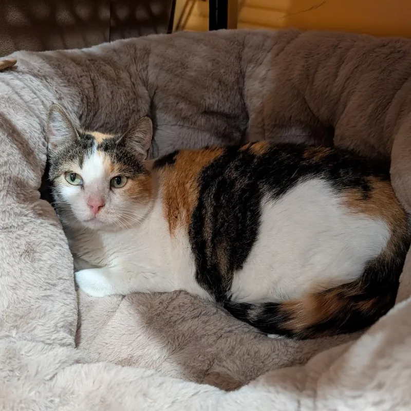 An adult large-sized female Domestic Short Hair cat named Dumpling for adoption in Roselle, IL