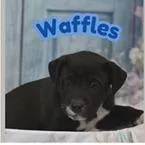 A baby small-sized male Black Terrier dog named Waffles for adoption in Clearwater, FL