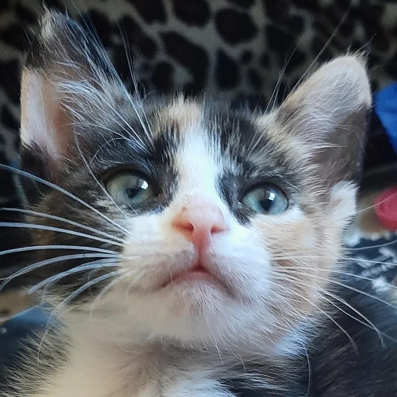 A baby small-sized female Calico Domestic Short Hair cat named Elara for adoption in Point Richmond, CA