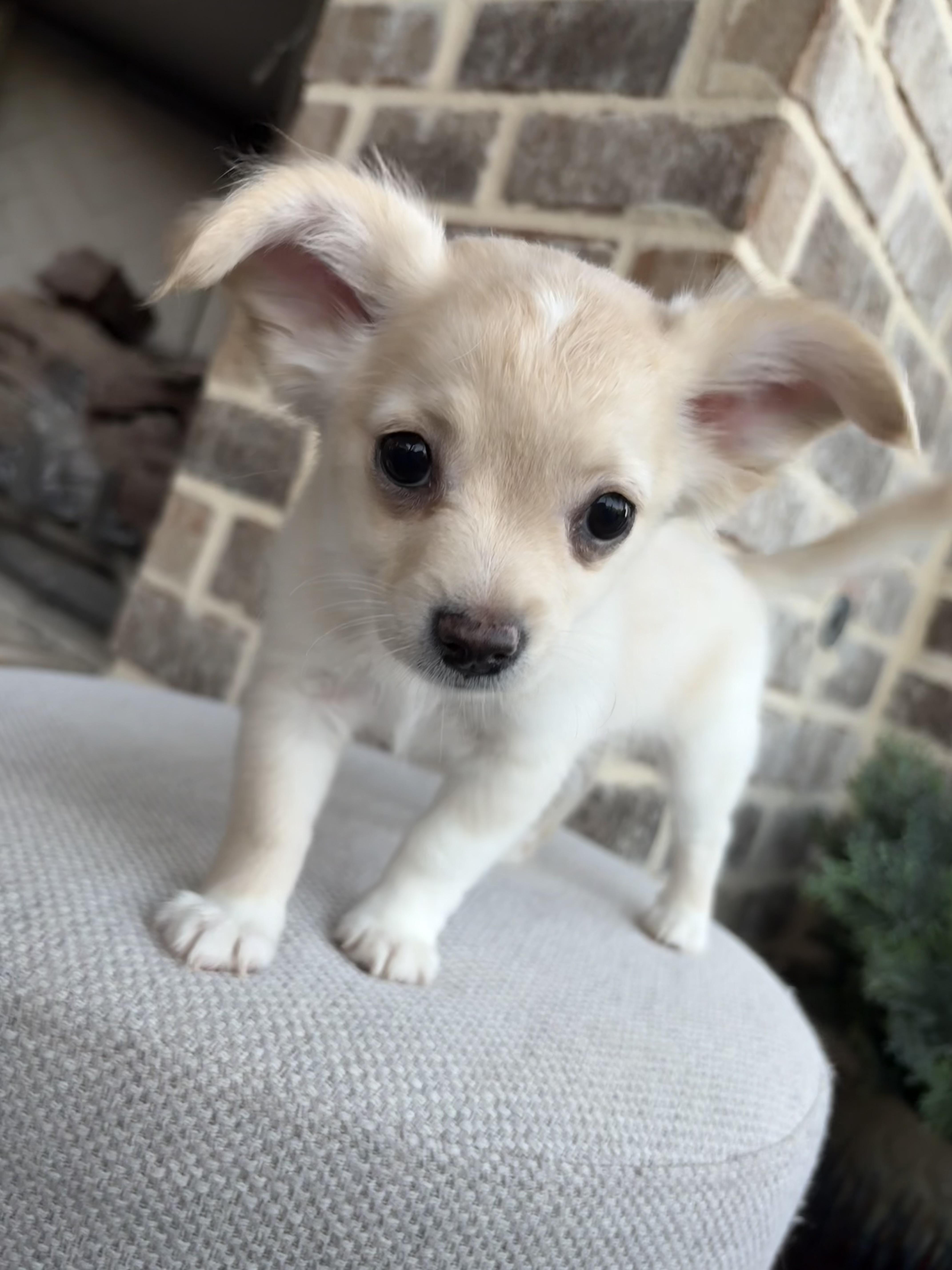 Percy