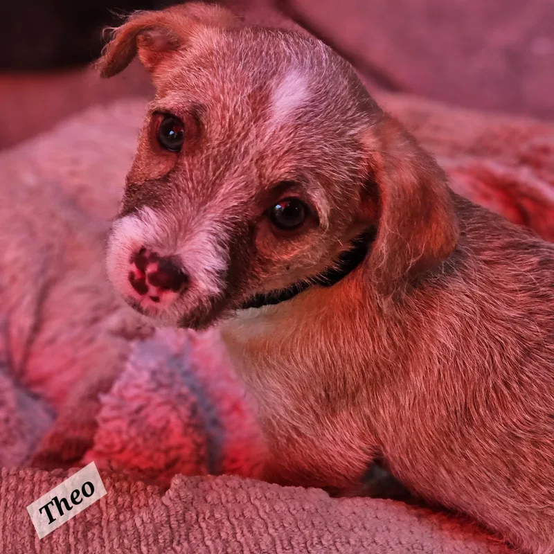 A baby small-sized male Sable Chihuahua dog named Theo for adoption in Lafayette, CA