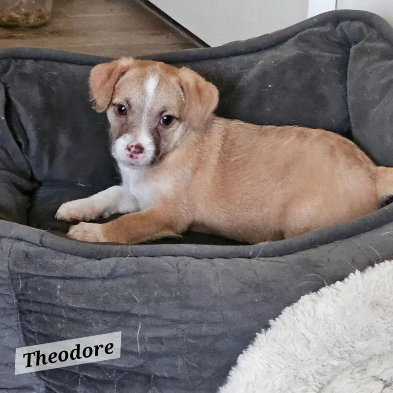 Theo thumbnail 2