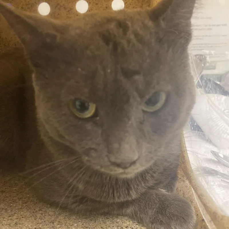 An adult medium-sized male Gray / Blue / Silver Domestic Short Hair cat named 71954 for adoption in Harrisonburg, VA
