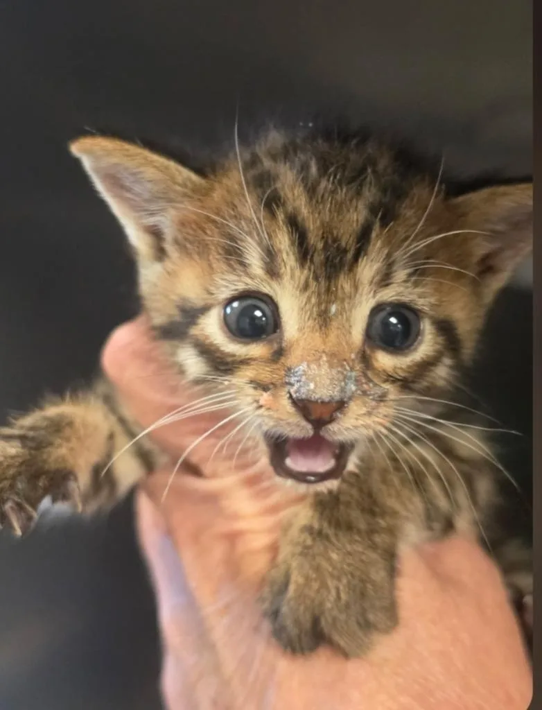 A baby small-sized female Domestic Short Hair cat named Gracie for adoption in Bossier City, LA