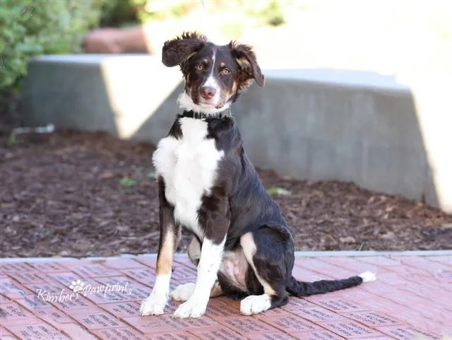 A young small-sized female Australian Shepherd dog named Stormy for adoption in Omaha, NE