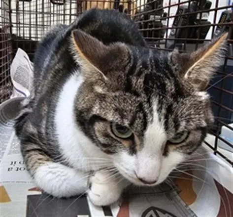A young small-sized male Domestic Short Hair cat named Moon for adoption in Los Angeles, CA