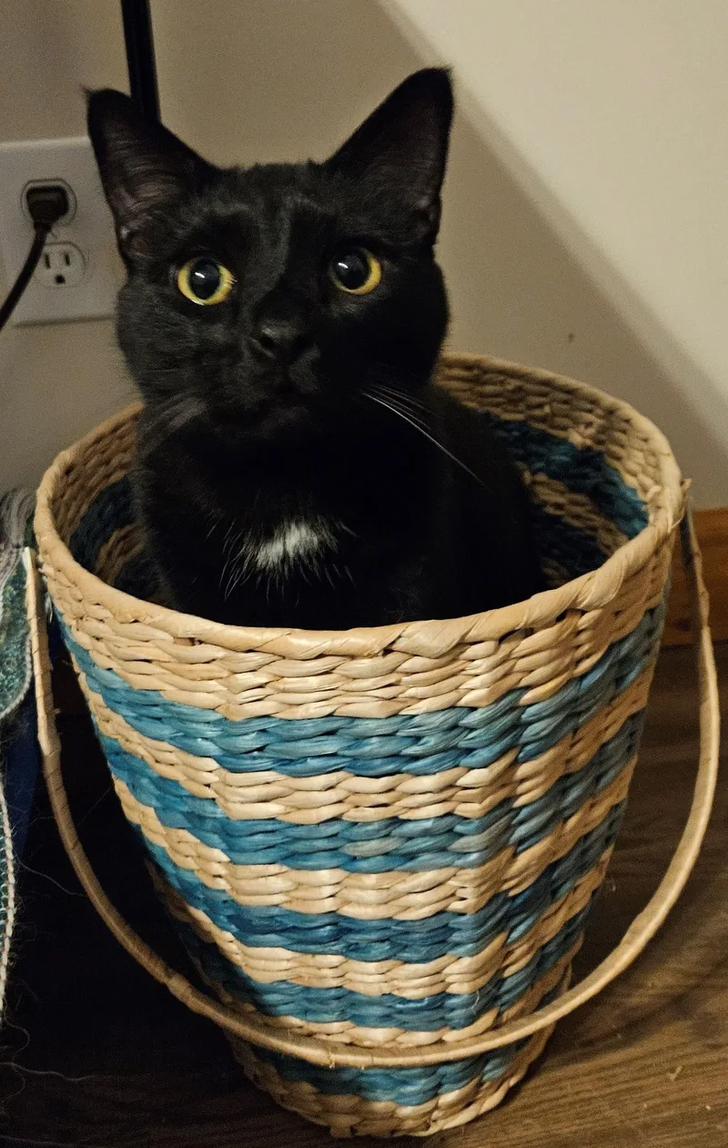 A young large-sized male Black Domestic Short Hair cat named Judah for adoption in Winchester, TN