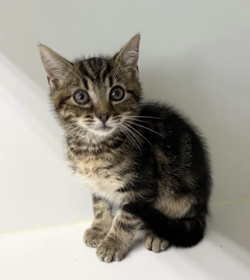A baby small-sized male Domestic Short Hair cat named Sparky for adoption in Rochester, IN
