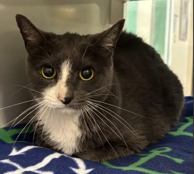 An adult small-sized female Domestic Short Hair cat named Luna for adoption in South Lake Tahoe, CA