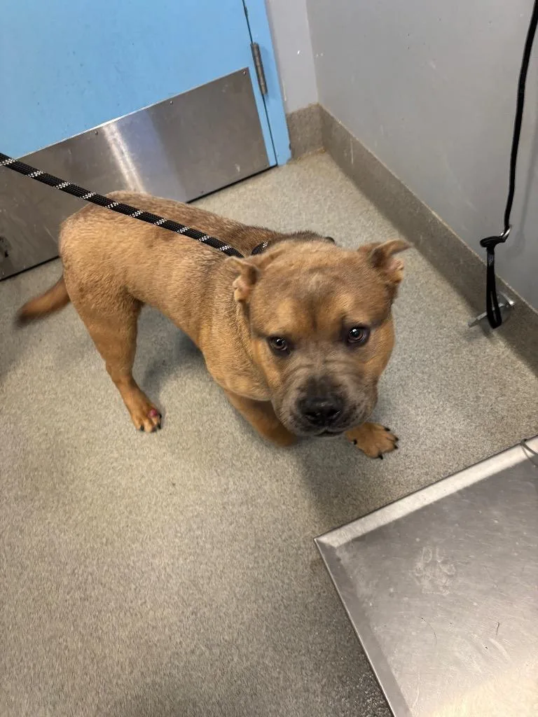 A young medium-sized male American Staffordshire Terrier dog named Tato Wedge for adoption in Bloomington, IN