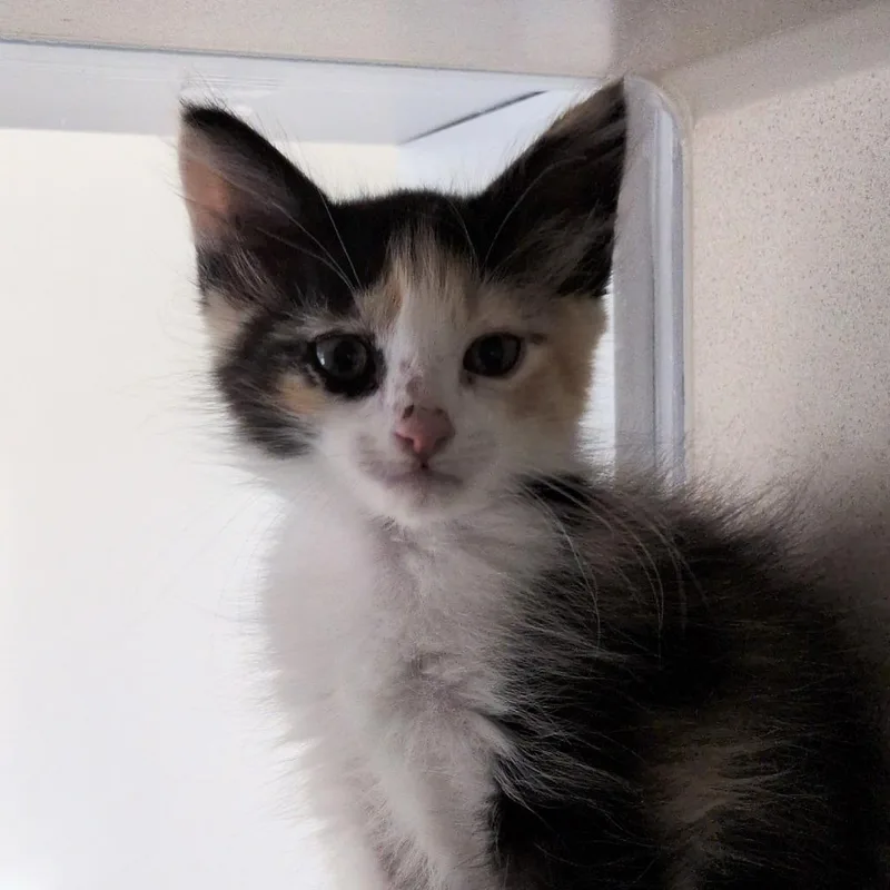A baby small-sized female Orange / Red Domestic Short Hair cat named Octopus for adoption in Reno, NV