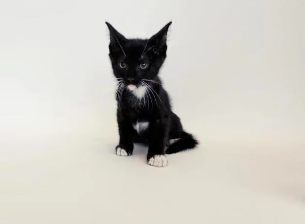 A baby small-sized male Domestic Short Hair cat named Poppy for adoption in Saint Louis, MO