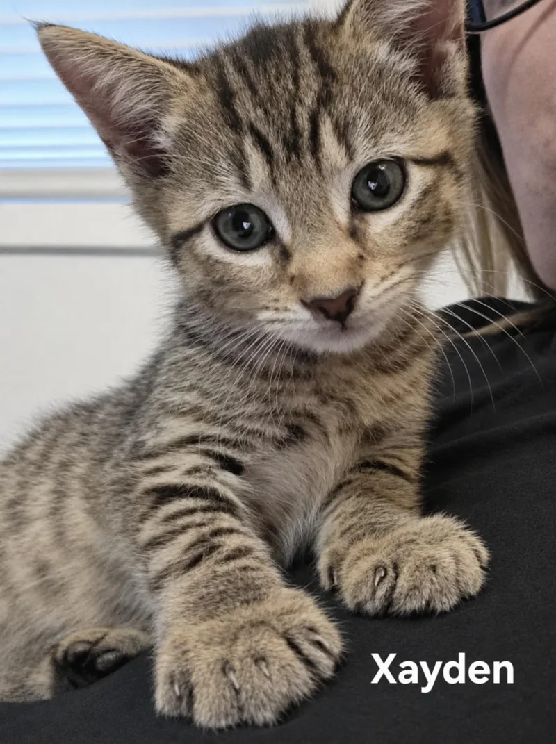 A baby medium-sized male Tabby (Tiger Striped) Domestic Short Hair cat named Xander Xavier for adoption in Chicopee, MA