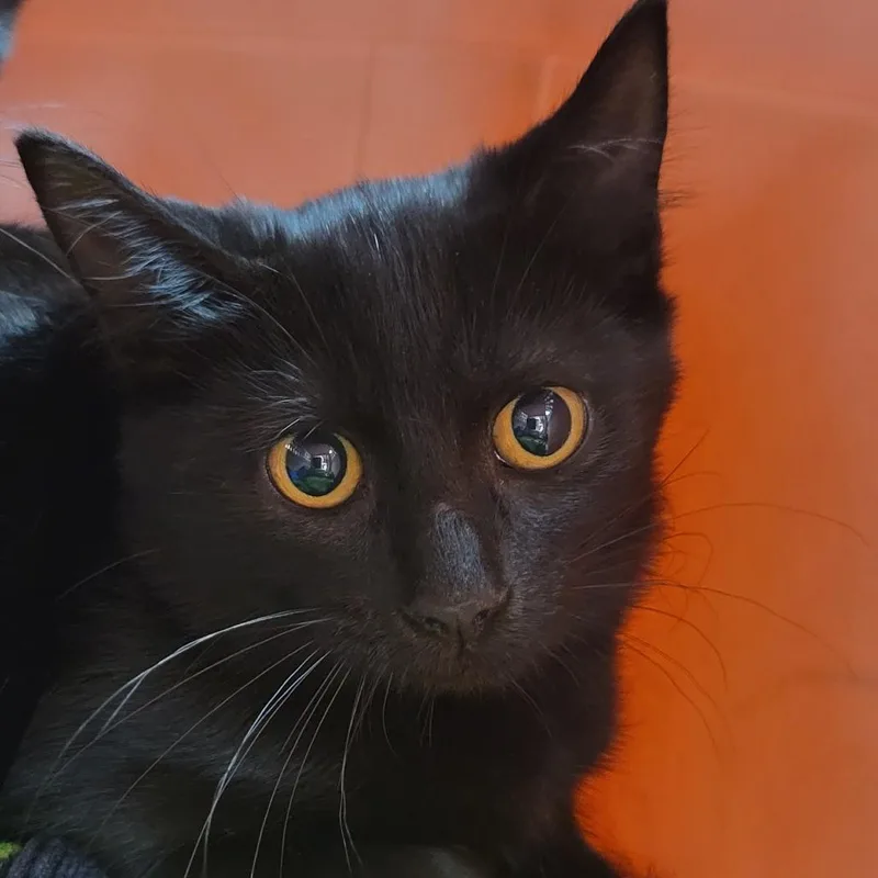 A baby small-sized female Black Domestic Short Hair cat named Voltage for adoption in Milan, IL