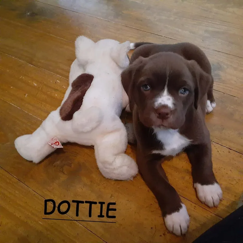 A baby medium-sized female Boxer dog named Dottie for adoption in Hinton, WV