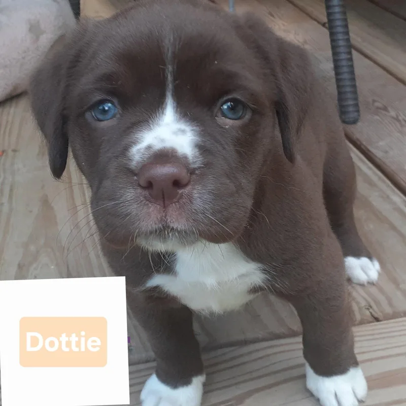 Dottie thumbnail 3