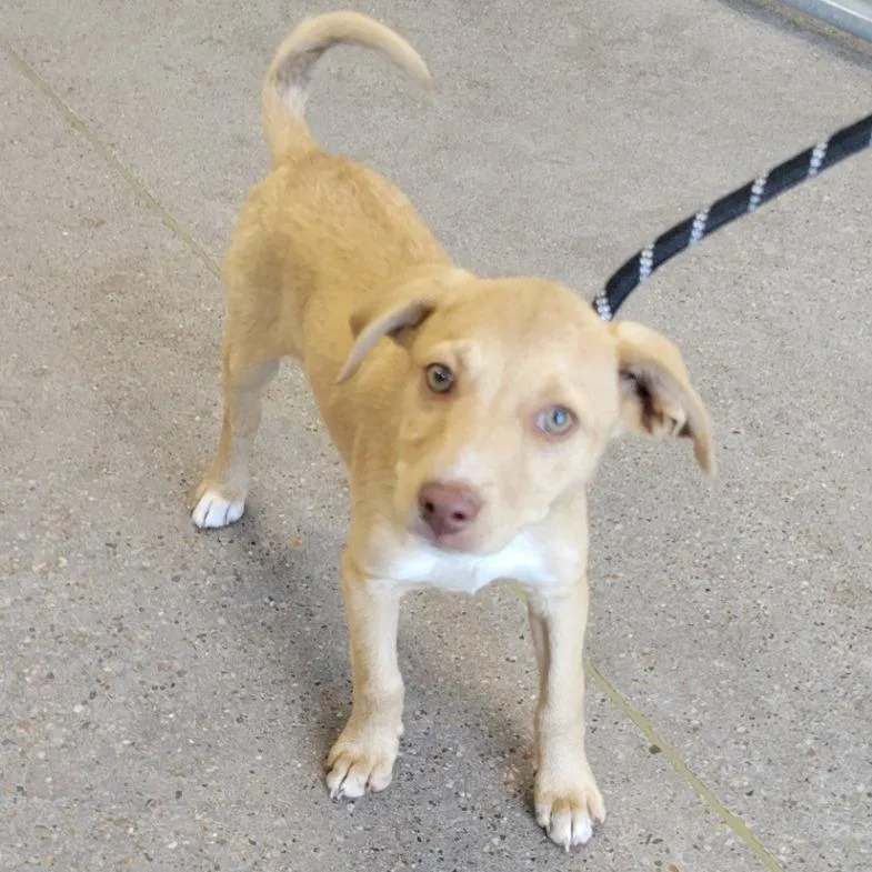 A baby small-sized male Yellow / Tan / Blond / Fawn Mixed Breed dog named Dawson for adoption in Las Cruces, NM