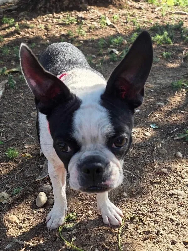 A young small-sized female Boston Terrier dog named Faith for adoption in Windsor, CO