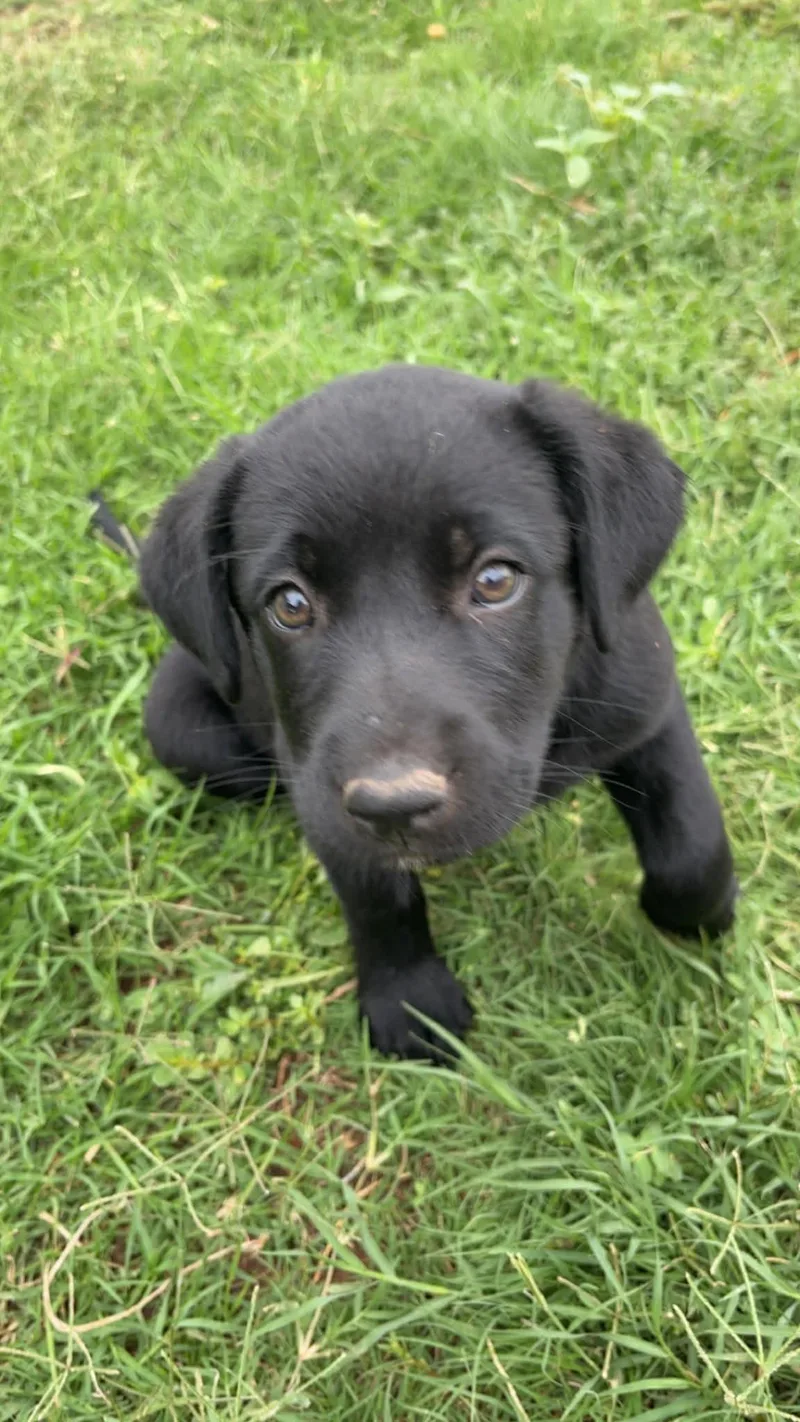 A young large-sized female Labrador Retriever dog named Lexi for adoption in Grafton, WI