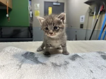 A young small-sized female Domestic Short Hair cat named Spark for adoption in Kansas City, MO