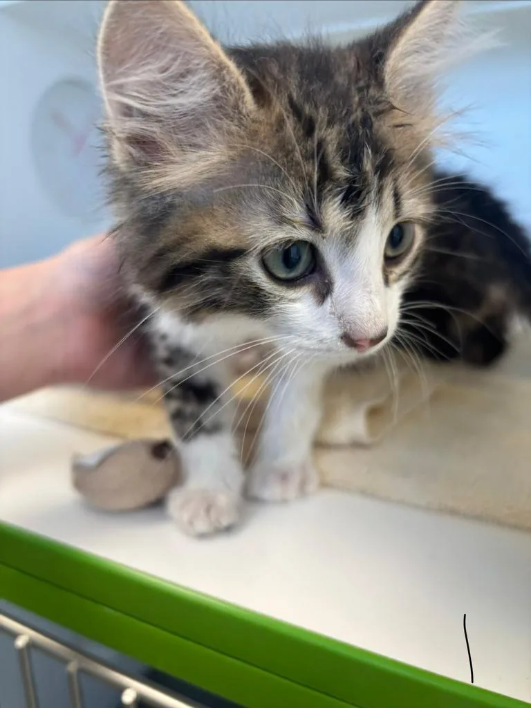 A baby large-sized male Domestic Long Hair cat named Dimpsi for adoption in Greenfield, IN