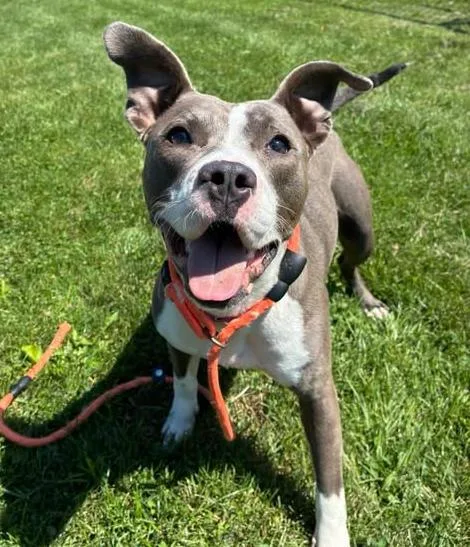 A young medium-sized female Gray / Blue / Silver Pit Bull Terrier dog named Lola for adoption in Euclid, OH