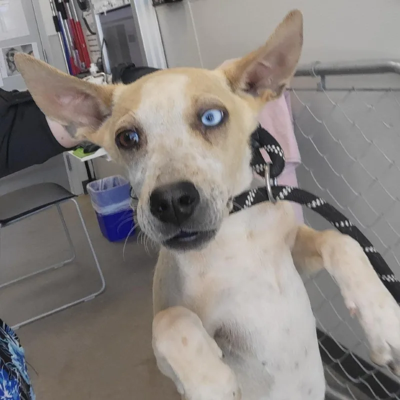 A baby medium-sized female Yellow / Tan / Blond / Fawn Mixed Breed dog named Slushie for adoption in Las Cruces, NM