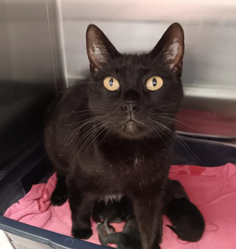A young medium-sized female Domestic Short Hair cat named Alani for adoption in New Braunfels, TX