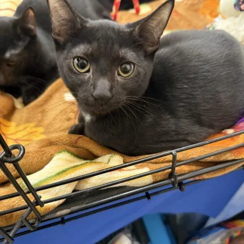 A baby small-sized male Black Domestic Short Hair cat named Grackle for adoption in Tampa, FL