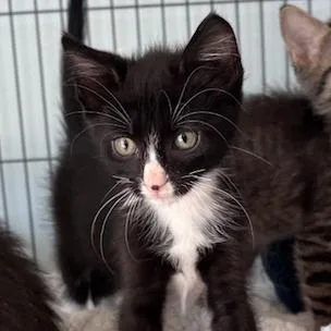 A baby small-sized male Black Domestic Short Hair cat named Wasabi for adoption in Fort Smith, AR