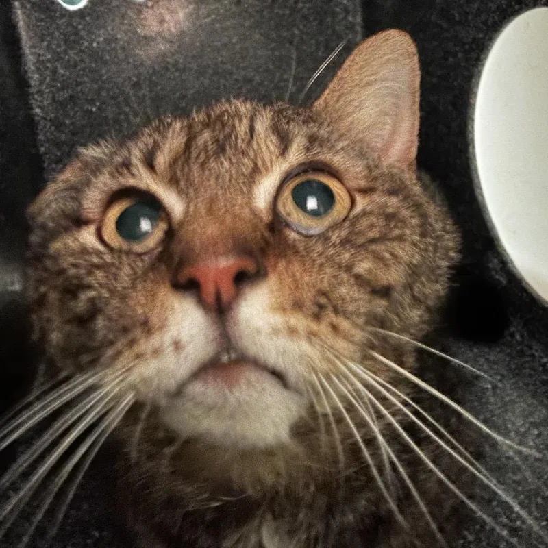A senior medium-sized female Brown / Chocolate Domestic Medium Hair cat named Camel for adoption in Winston-Salem, NC