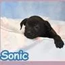 A baby medium-sized female Black Labrador Retriever dog named Sonic for adoption in Tampa, FL